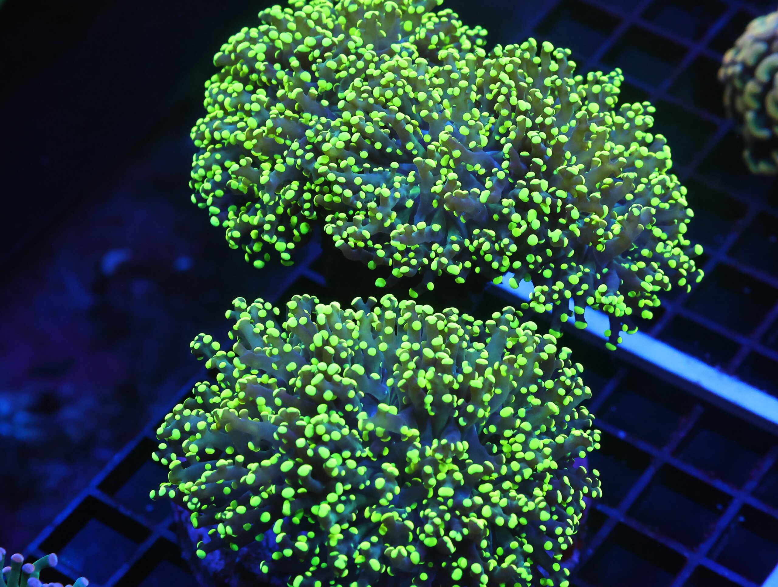 J61 - INDO FROGSPAWN BRANCH GAMMA RAY 5 HEAD