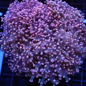 J63 - INDO FROGSPAWN BRANCH PEACH 5 HEAD