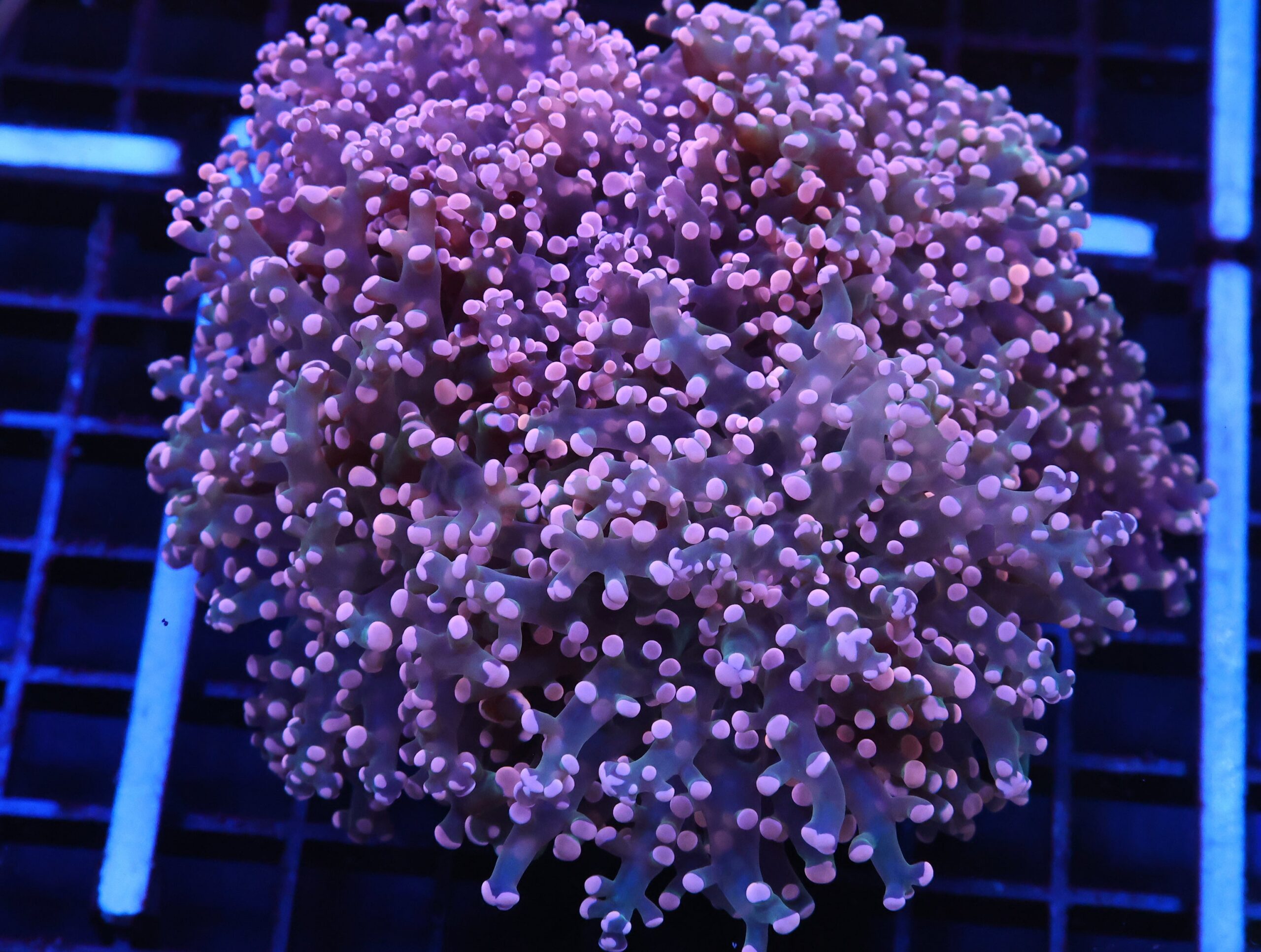 J63 - INDO FROGSPAWN BRANCH PEACH 5 HEAD