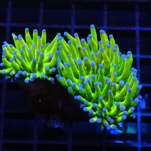 J64 - MALAYSIAN TORCH GREEN GRAIL 2 HEAD