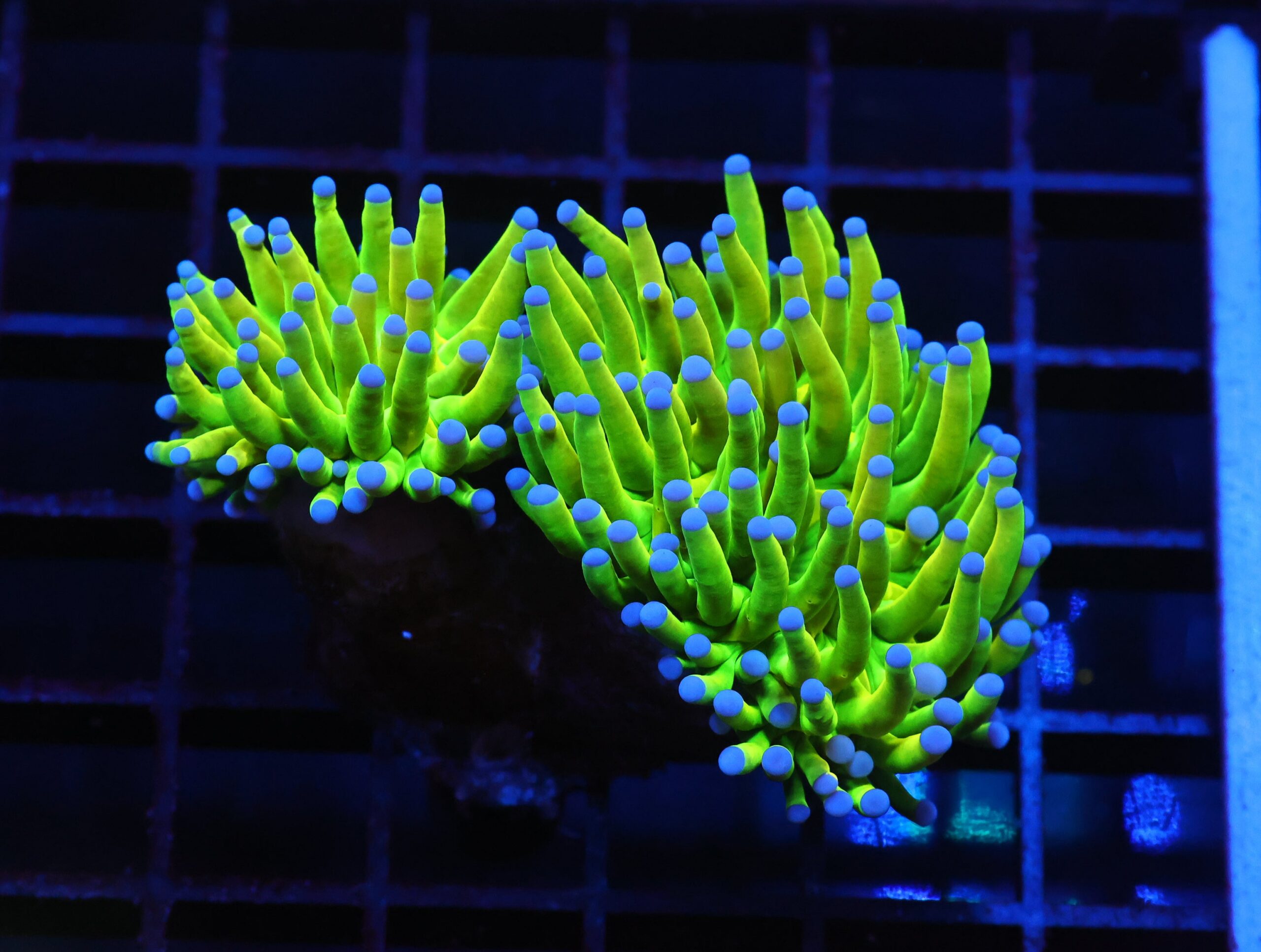 J64 - MALAYSIAN TORCH GREEN GRAIL 2 HEAD