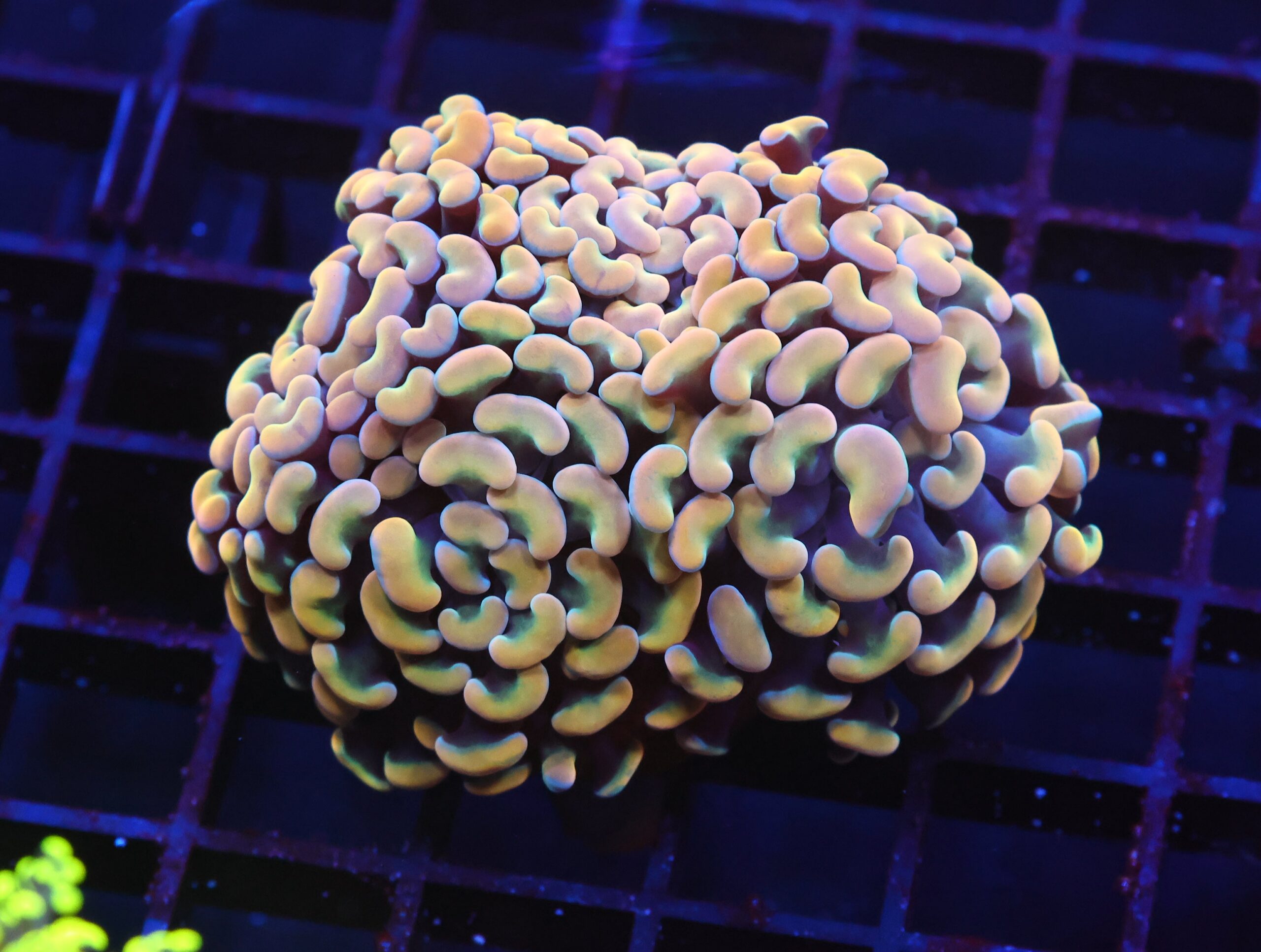 J66 - INDO HAMMER BRANCH GOLD 3 HEAD