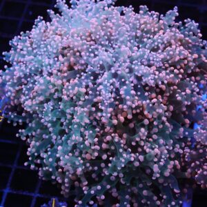 J72 - INDO FROGSPAWN BRANCH PEACH 7 HEAD