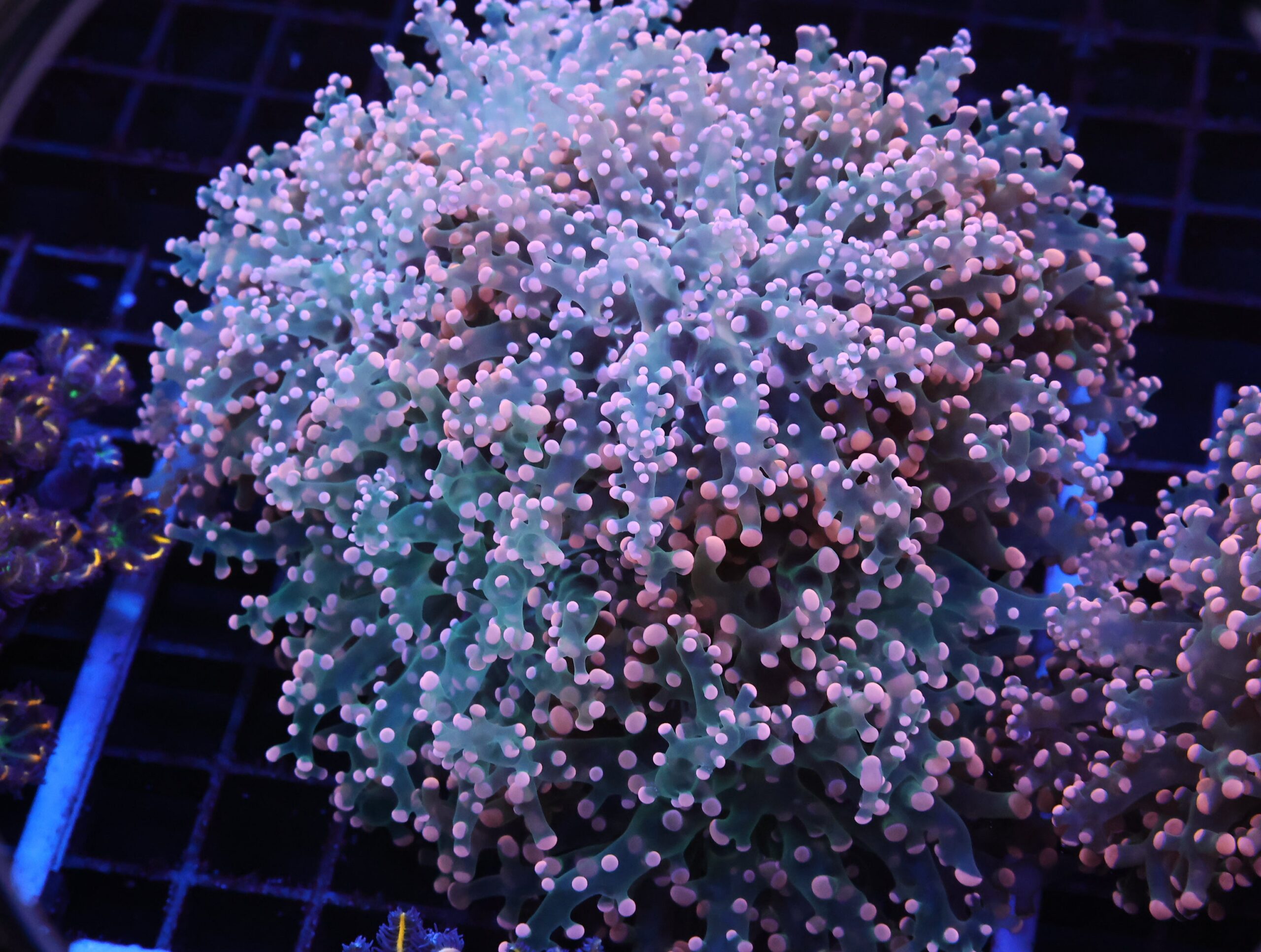 J72 - INDO FROGSPAWN BRANCH PEACH 7 HEAD