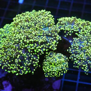 J74 - INDO FROGSPAWN BRANCH GAMMA RAY 7 HEAD