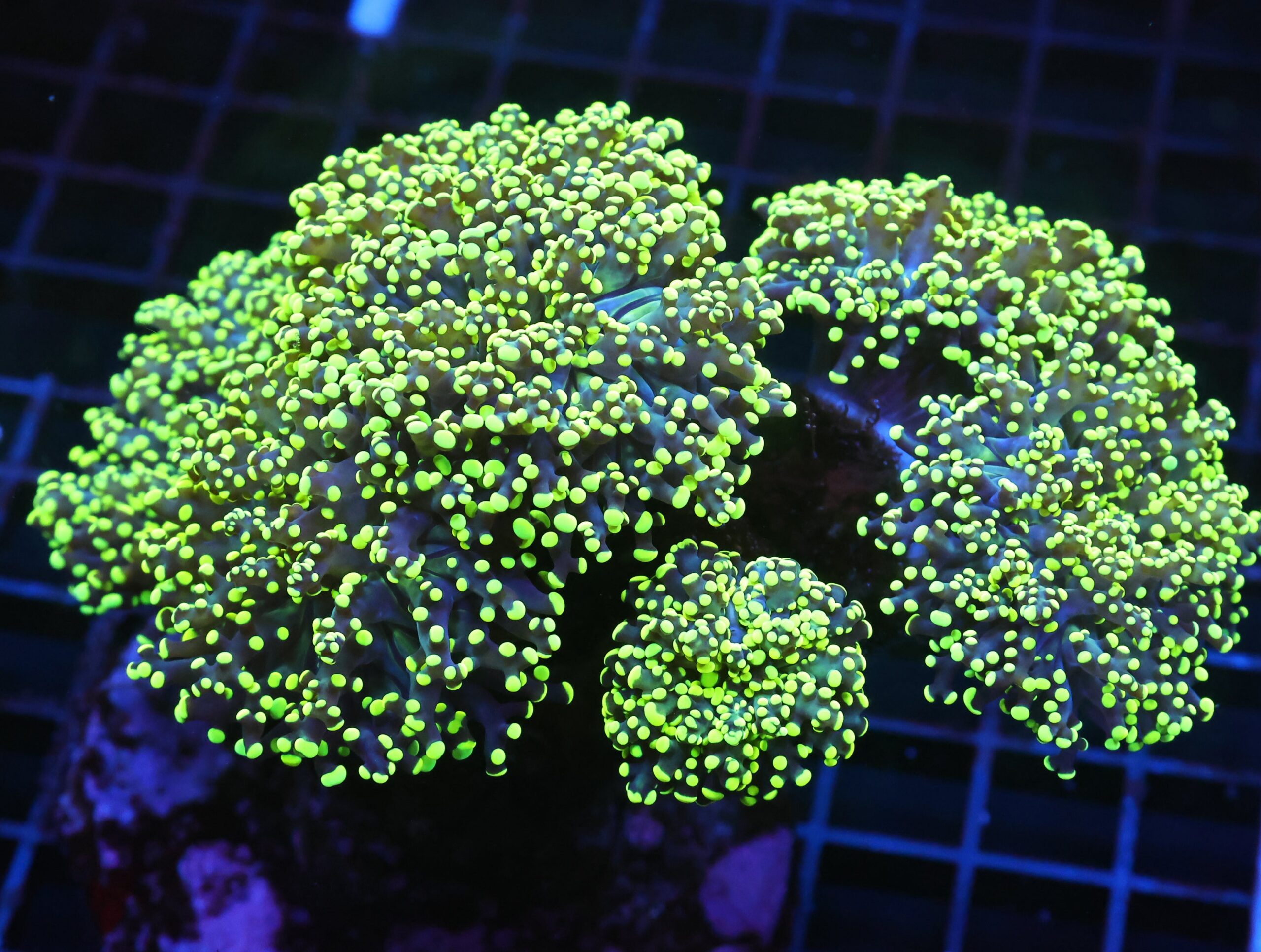 J74 - INDO FROGSPAWN BRANCH GAMMA RAY 7 HEAD