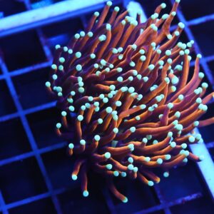 J88 - INDO TORCH GOLD VARIANT 3