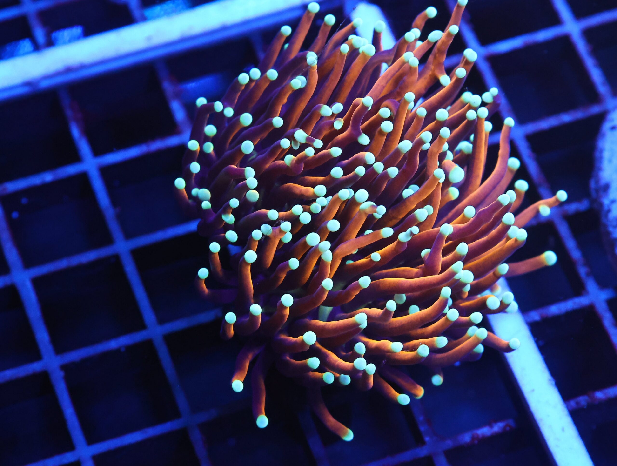 J88 - INDO TORCH GOLD VARIANT 3