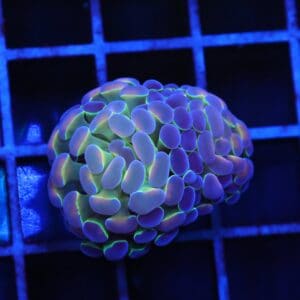 J86 - INDO HAMMER BRANCH PURPLE PRINCESS 2 HEAD