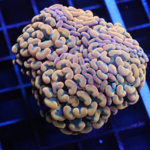 J89 - INDO HAMMER BRANCH GOLD 4 HEAD