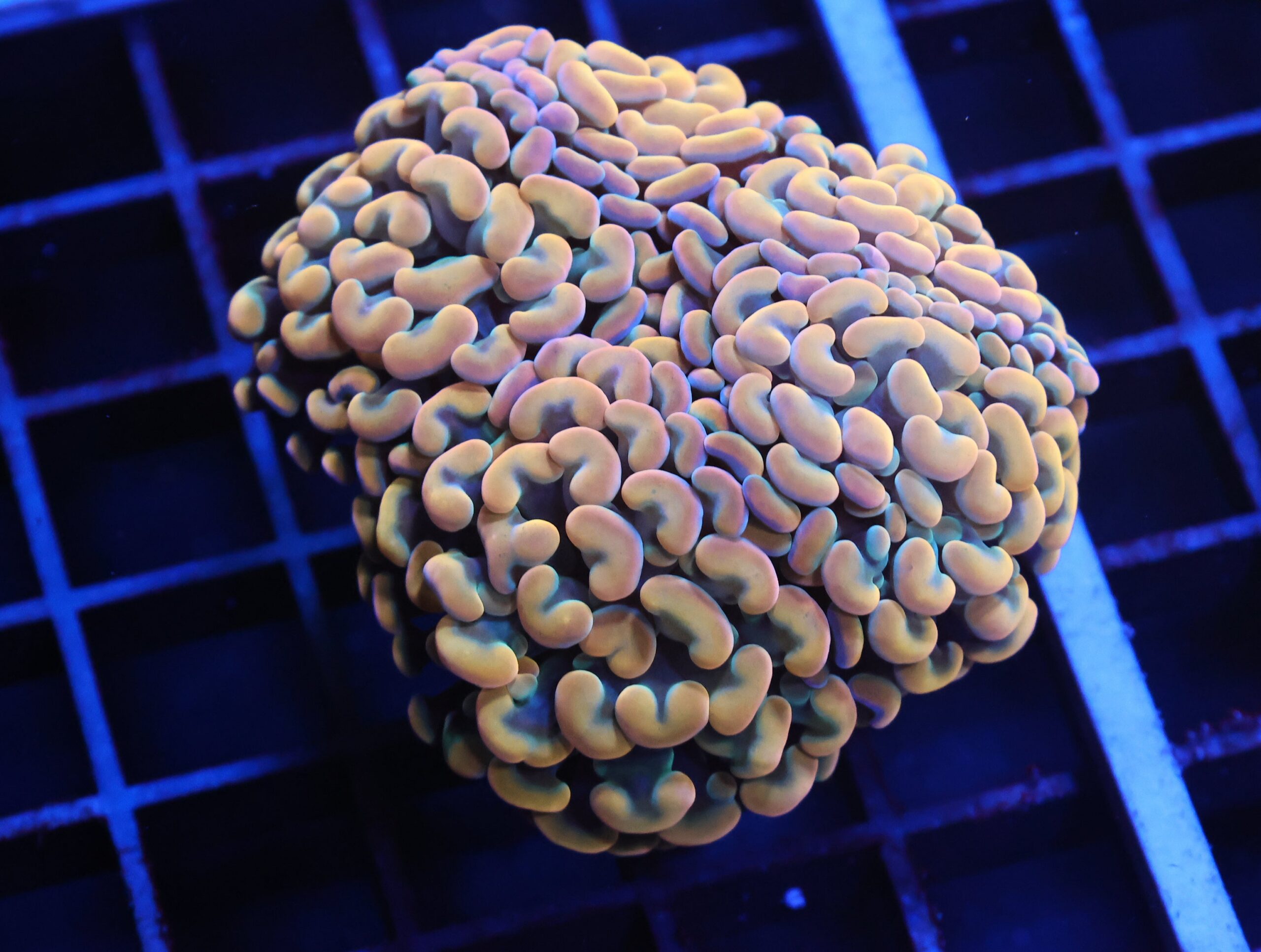 J89 - INDO HAMMER BRANCH GOLD 4 HEAD