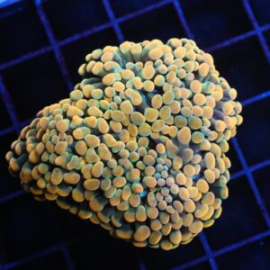 J92 - INDO HAMMER BRANCH GOLD 4 HEAD