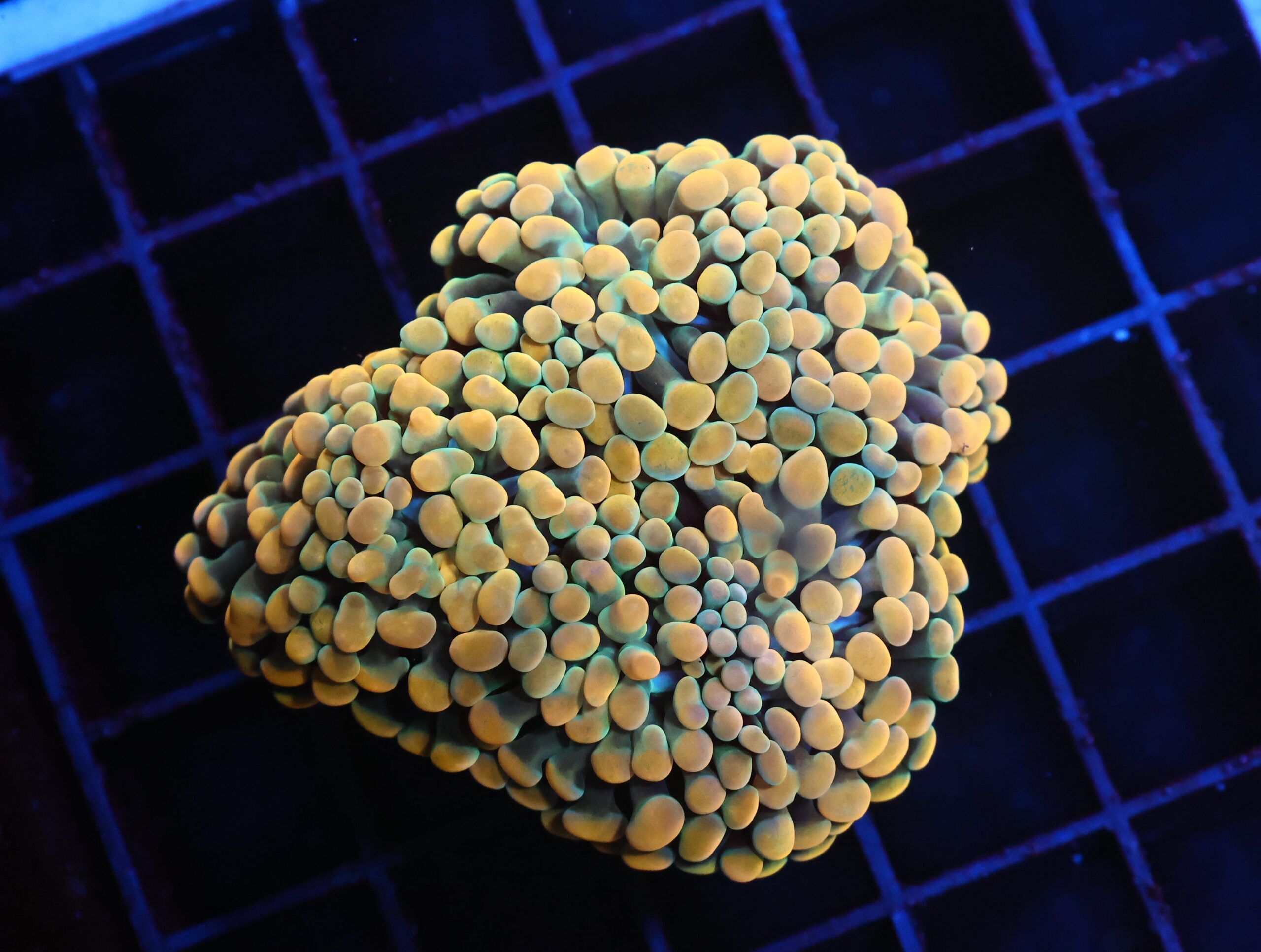 J92 - INDO HAMMER BRANCH GOLD 4 HEAD