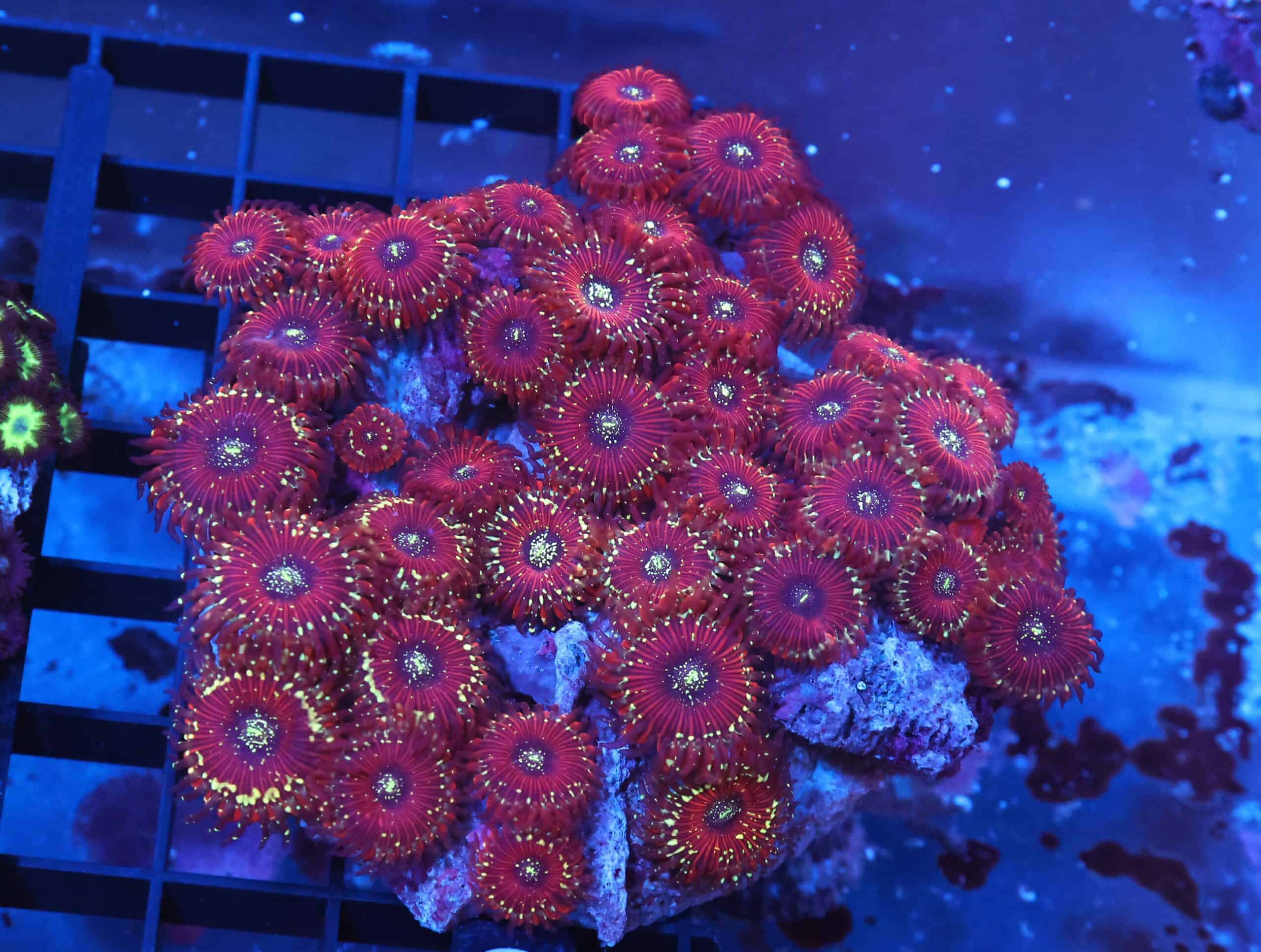 X110 - INDO RED MAGICIAN ZOA