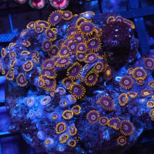 X113 - INDO BLACK HORNET ZOA