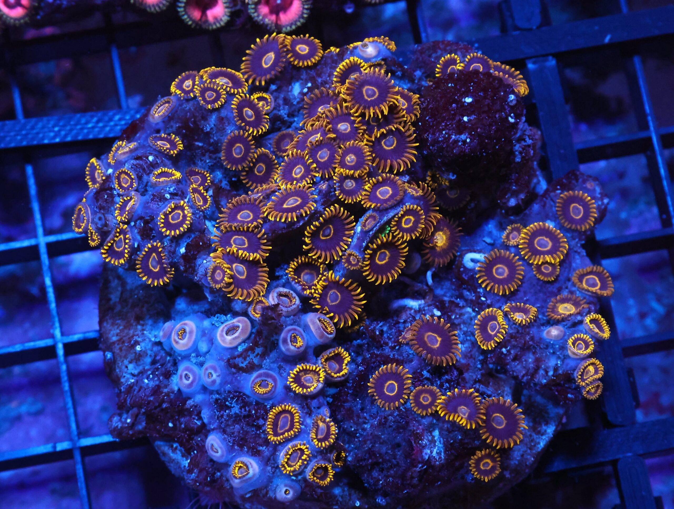 X113 - INDO BLACK HORNET ZOA