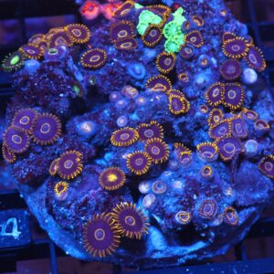 X134 - INDO BLACK HORNET ZOA