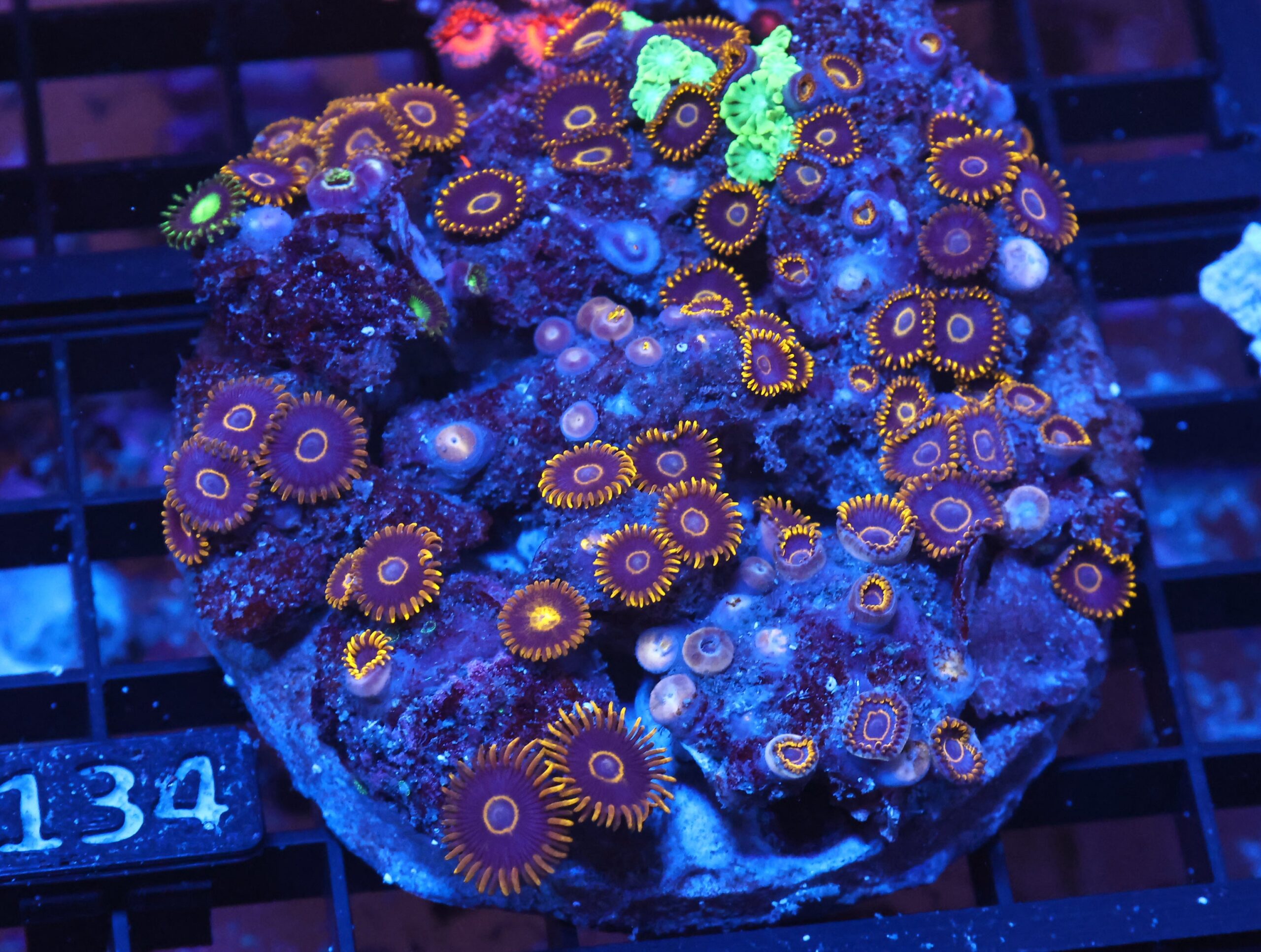 X134 - INDO BLACK HORNET ZOA