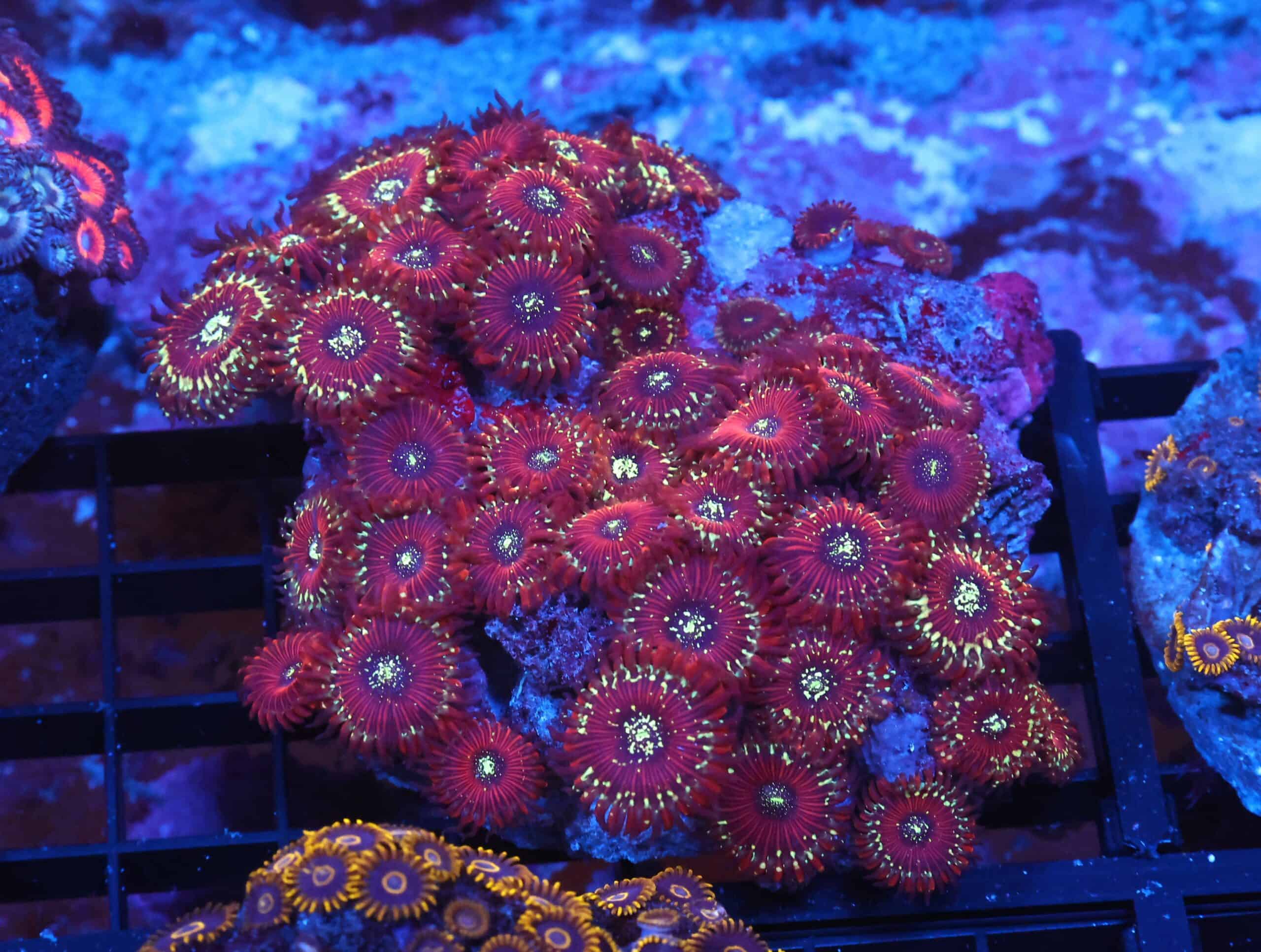 X137 - INDO RED MAGICIAN ZOA