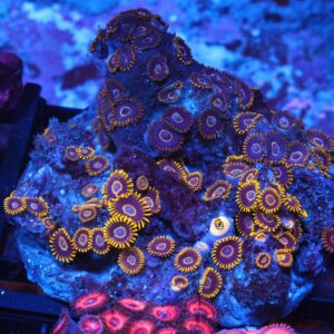 X138 - INDO BLACK HORNET ZOA