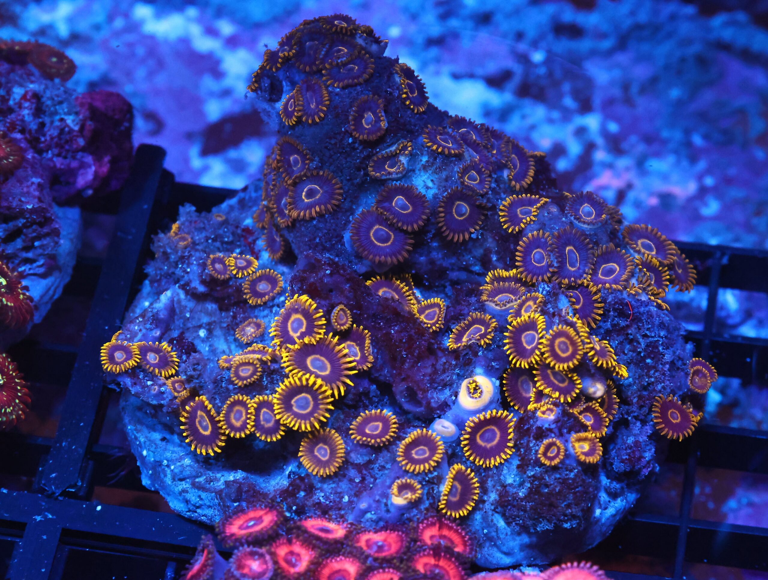X138 - INDO BLACK HORNET ZOA