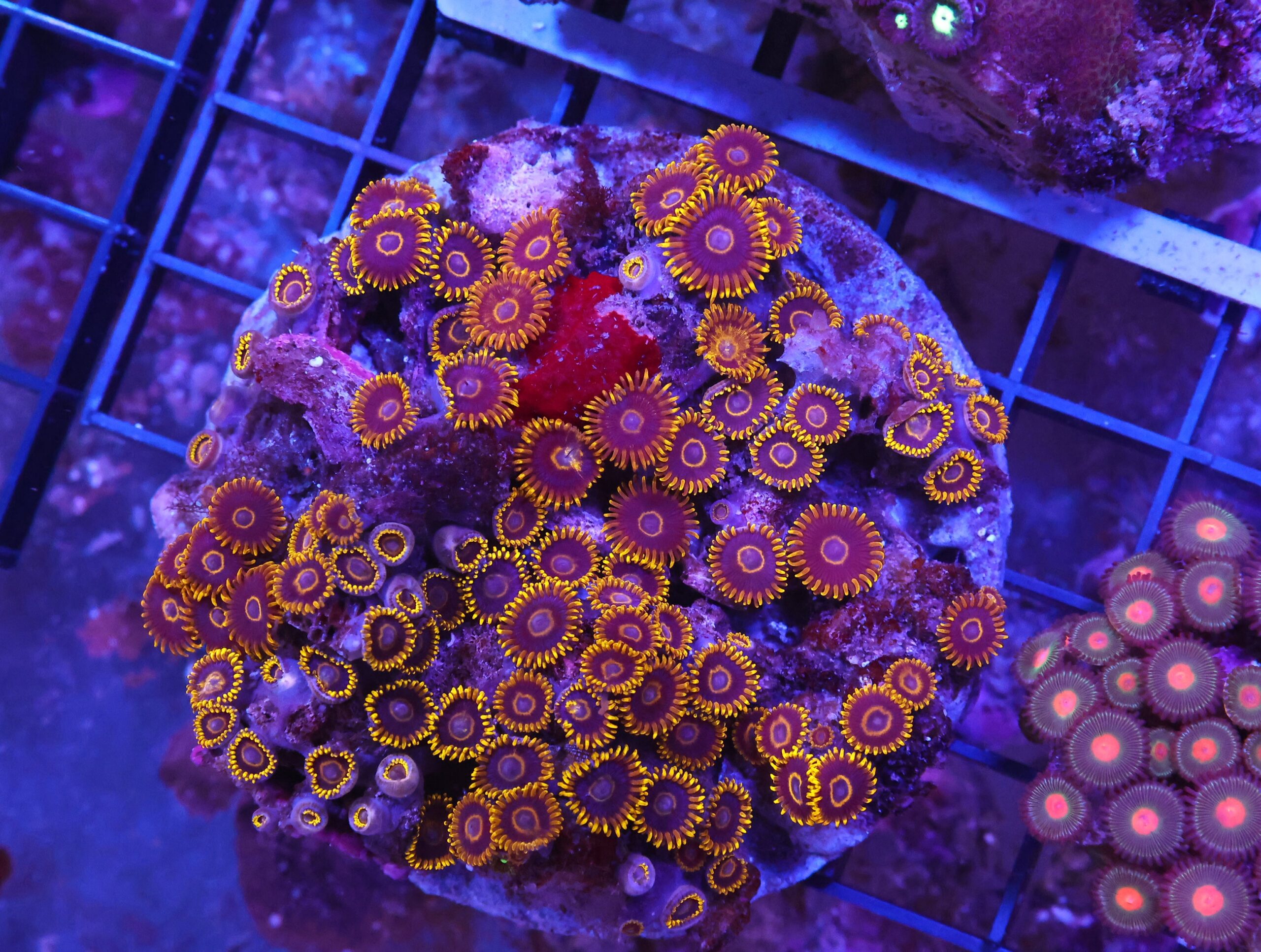 X36 - INDO BLACK HORNET ZOA