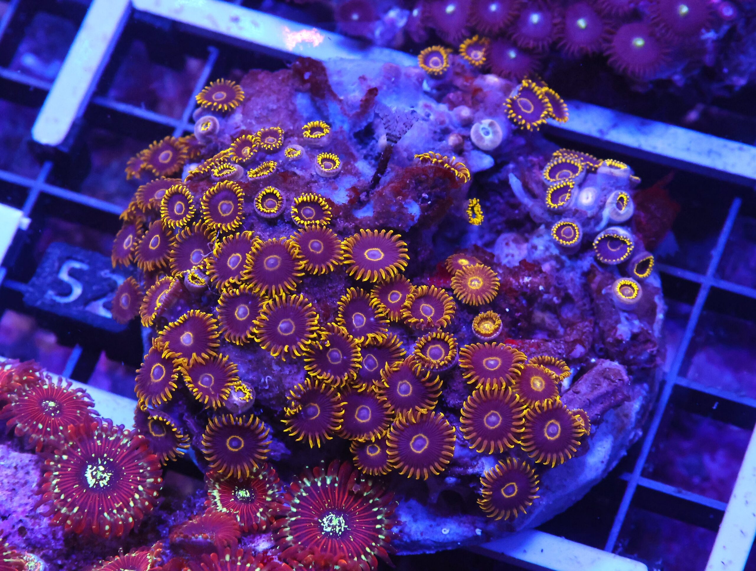X52 - INDO BLACK HORNET ZOA
