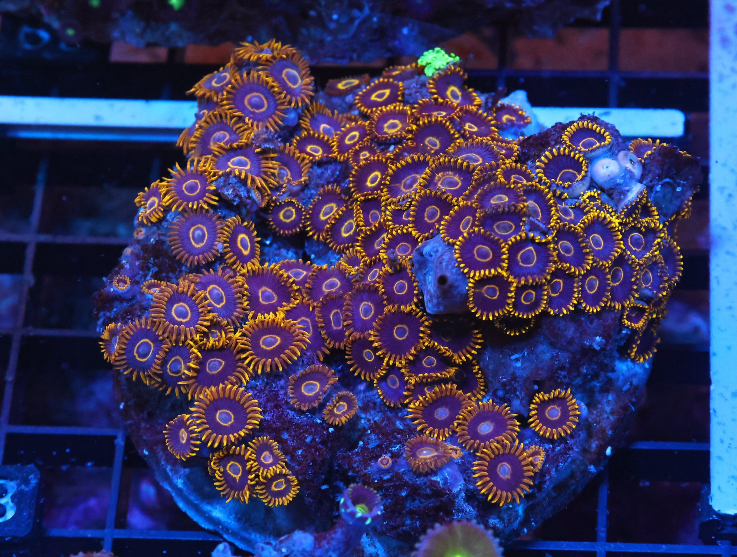 X63 - INDO BLACK HORNET ZOA
