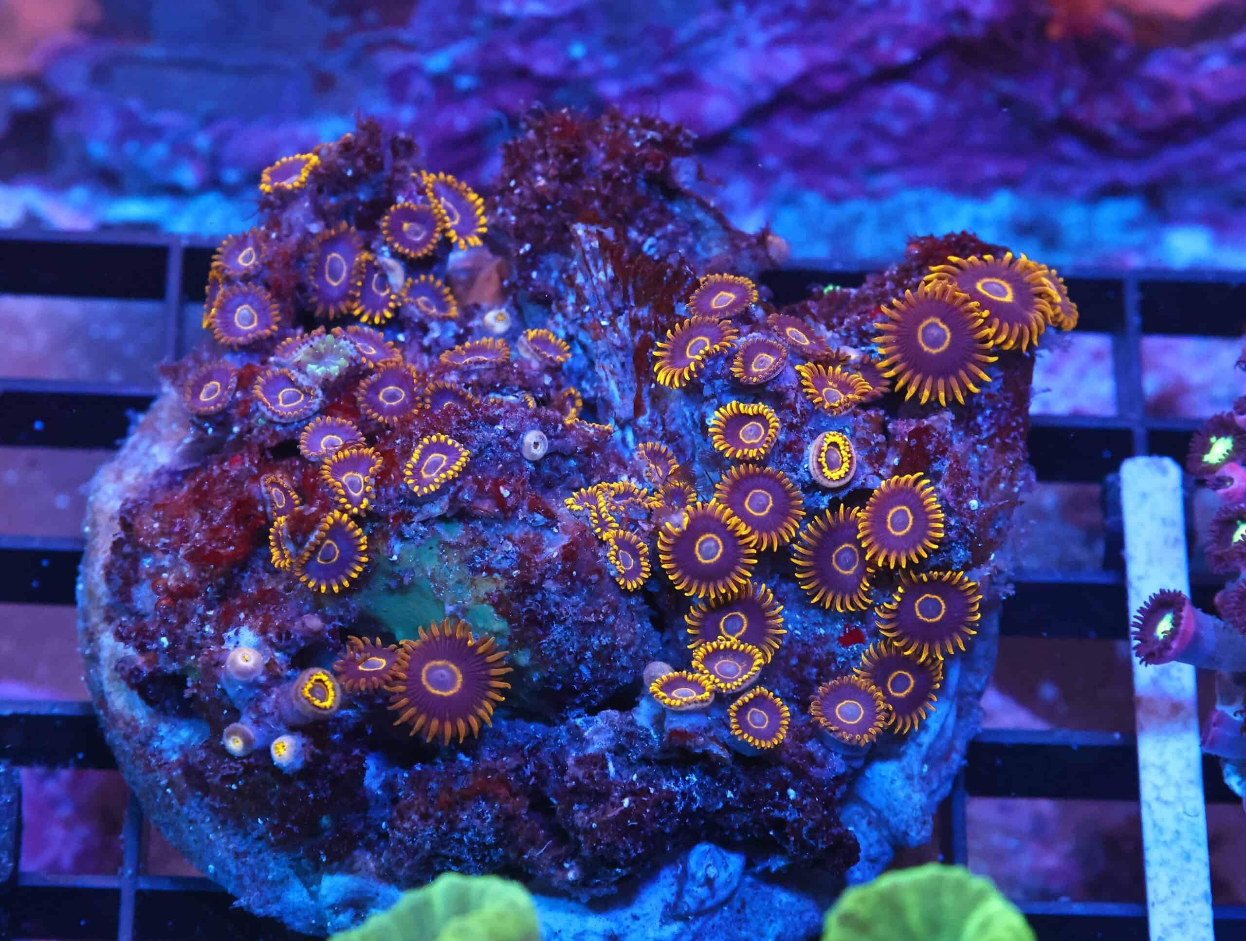 X67 - INDO BLACK HORNET ZOA