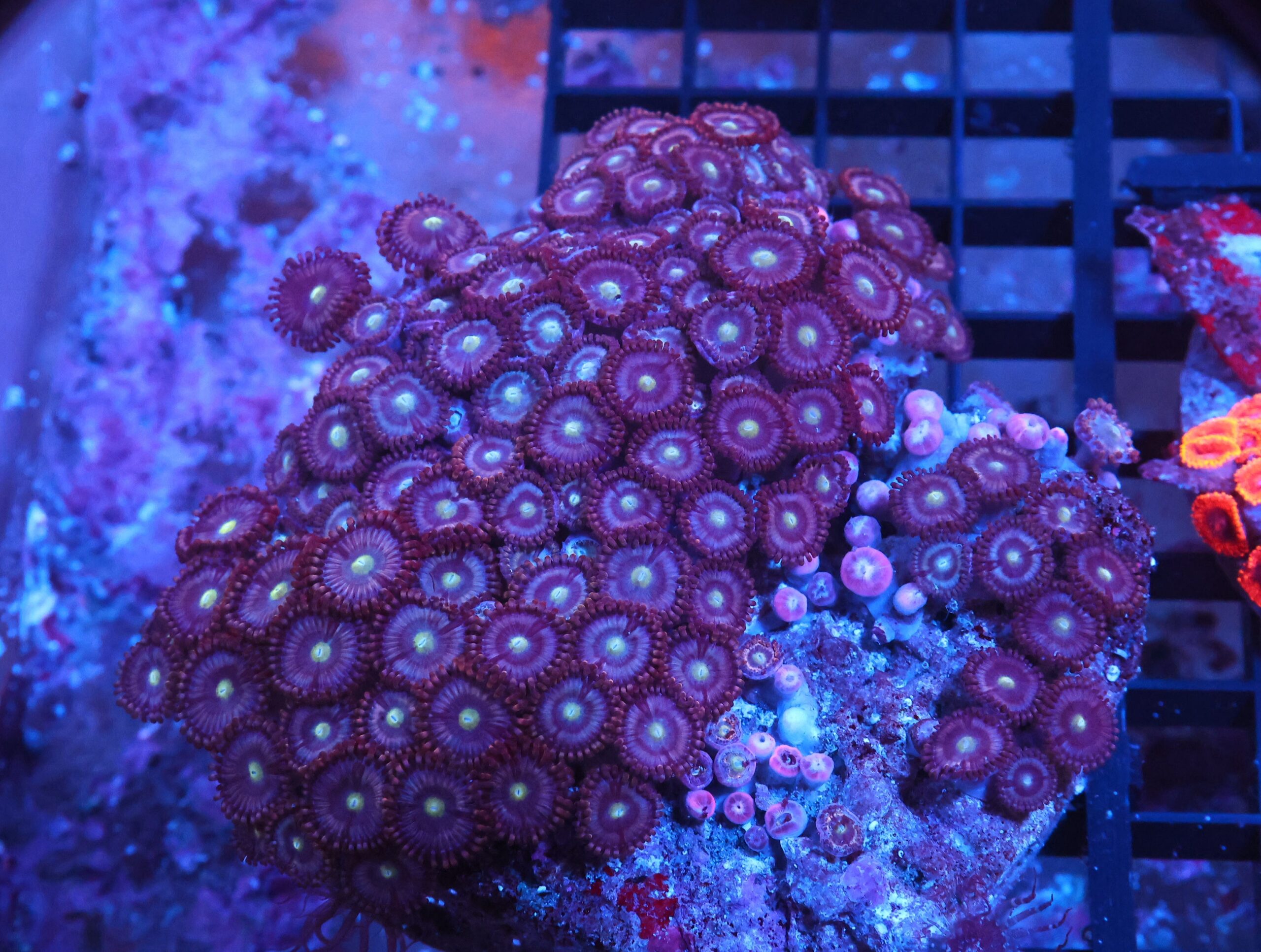 X72 - INDO PURPLE ZOA