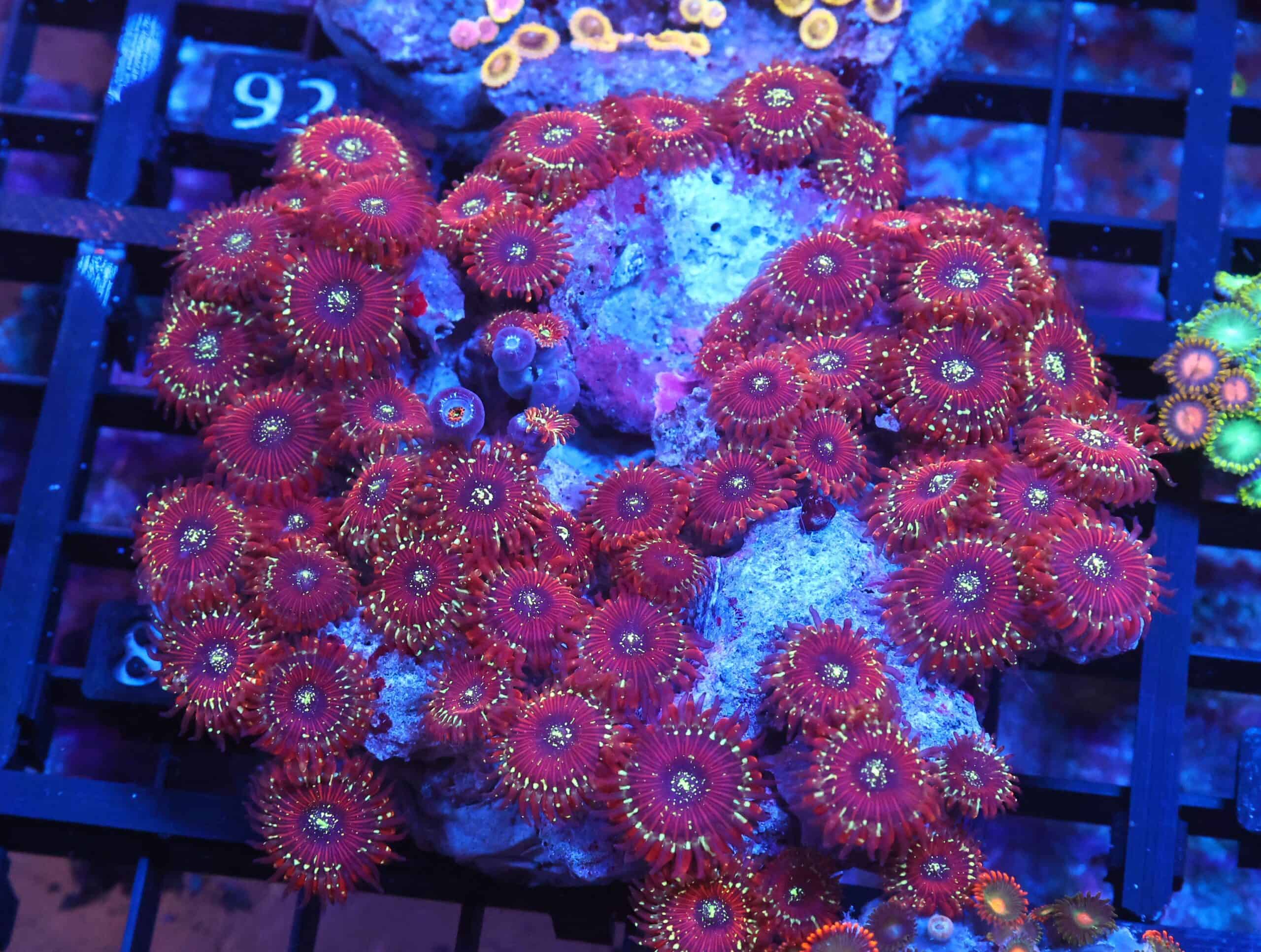 X87 - INDO RED MAGICIAN ZOA