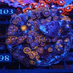 X98 - INDO BLACK HORNET ZOA