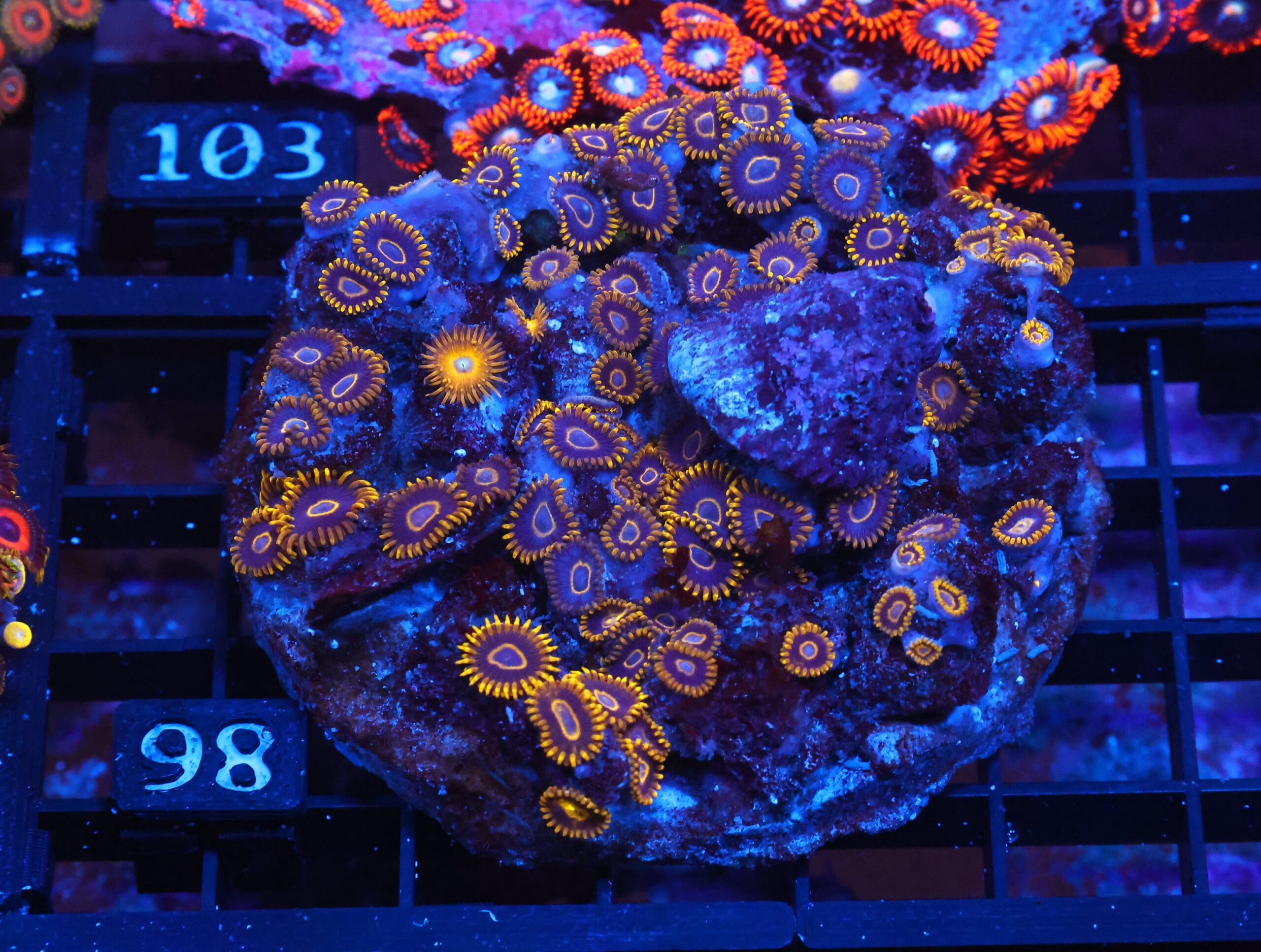 X98 - INDO BLACK HORNET ZOA