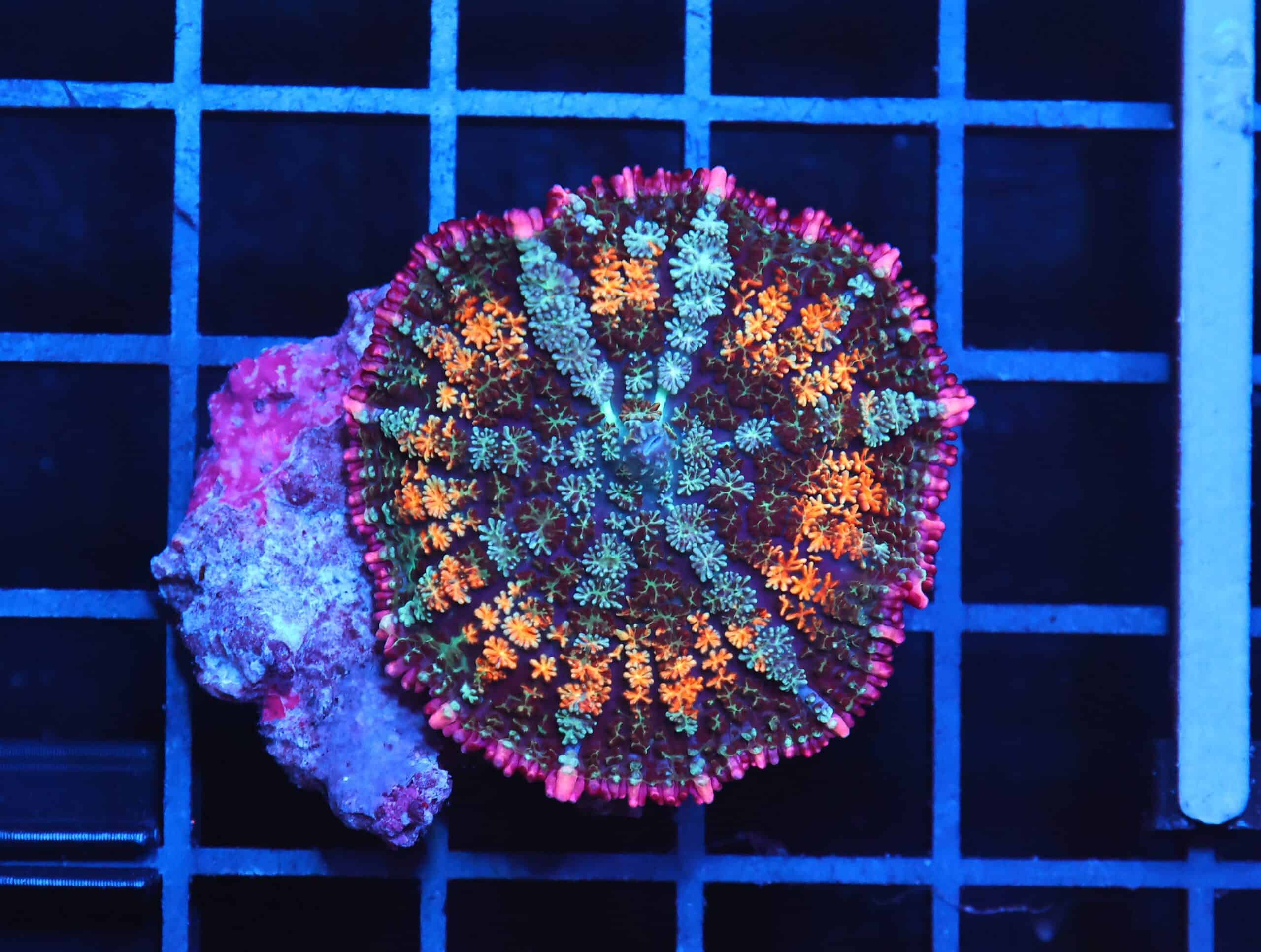 B01 -RAINBOW PINK RIM CARPET RHODACTIS MUSHROOM