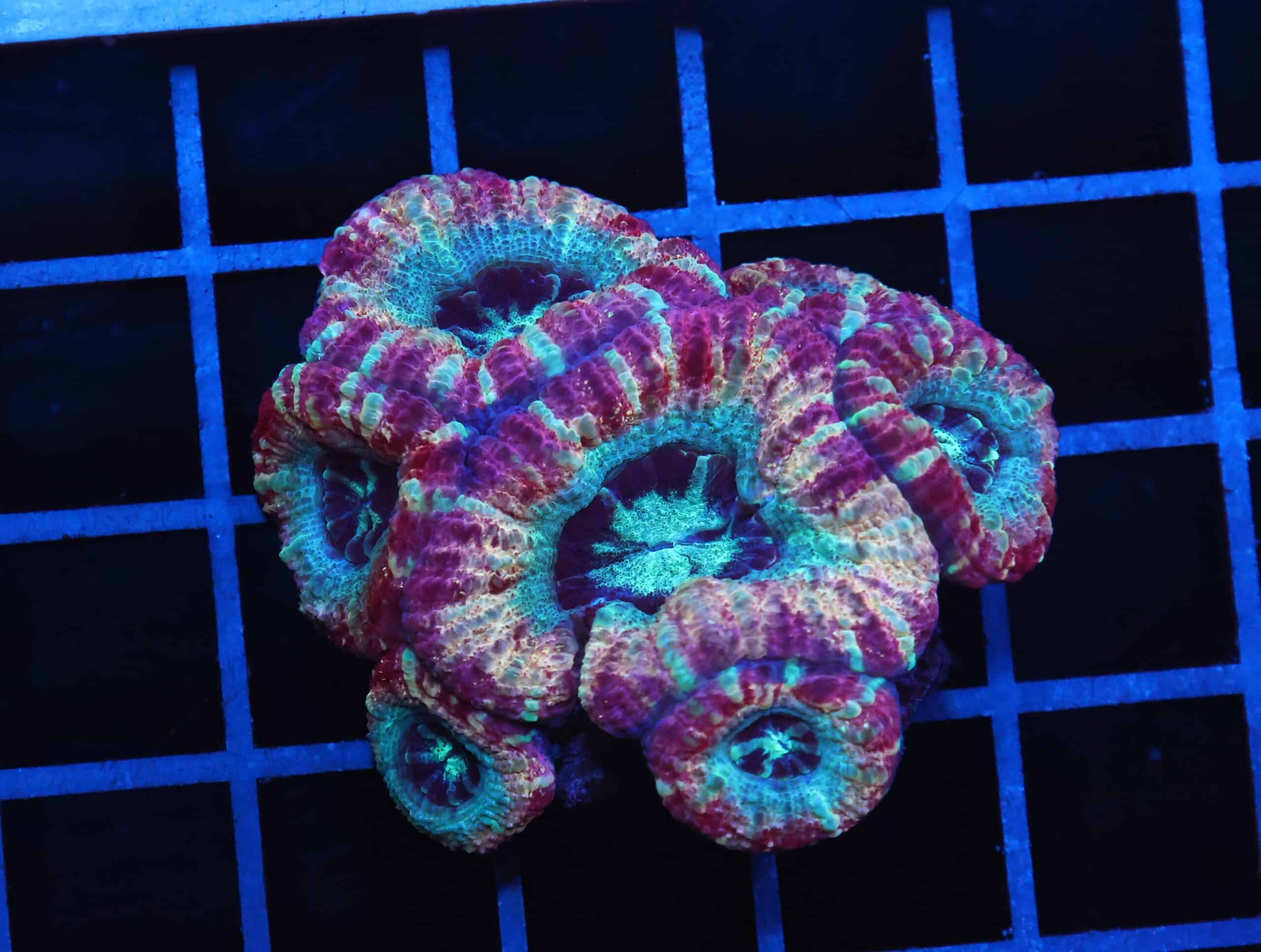 B02 -MALAYSIAN AQUA RAIN ACAN LORD