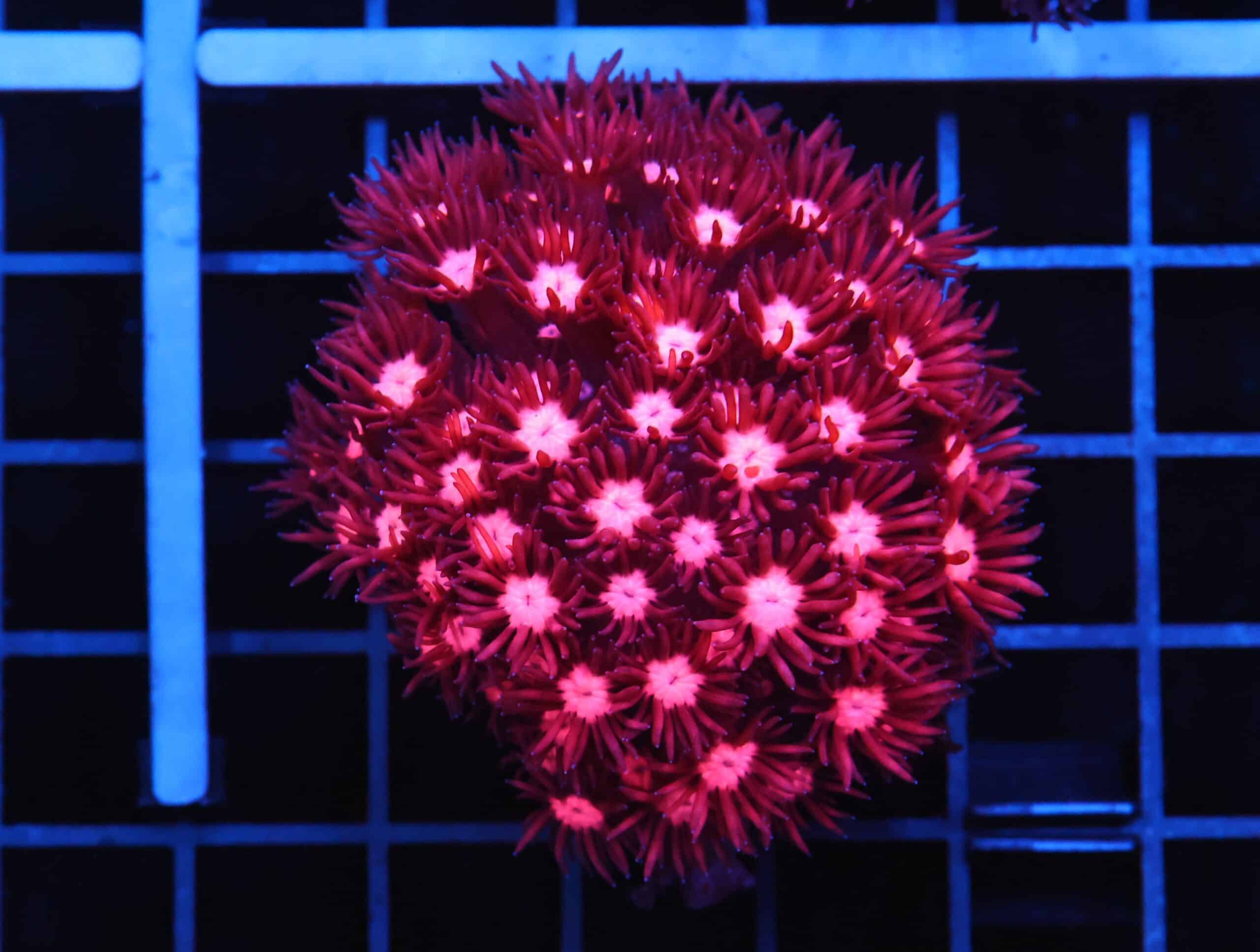 B05 -INDO CHERRY BLOSSOM GONIOPORA