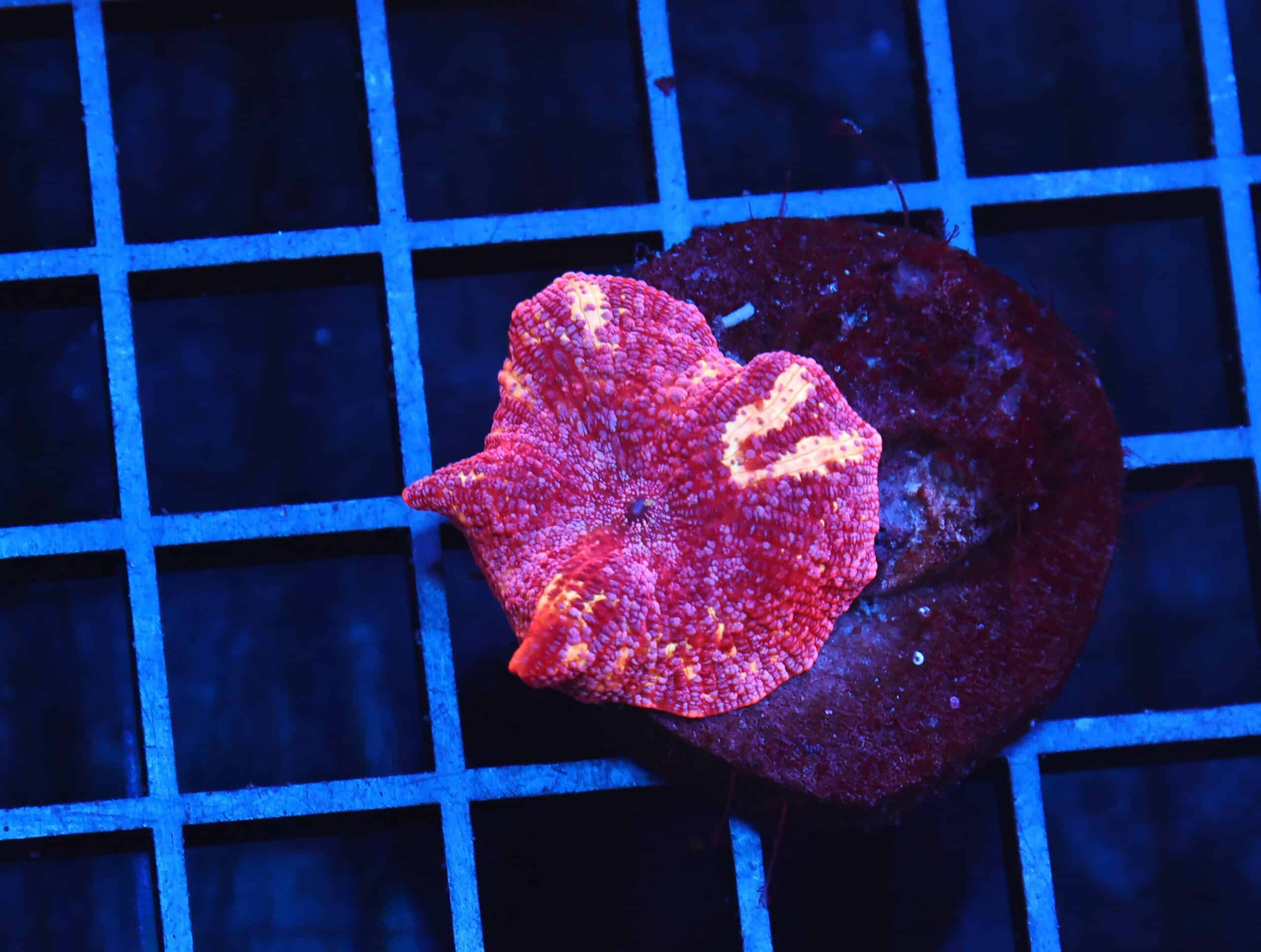 B06 -TIGER LILLY DISCO MUSHROOM