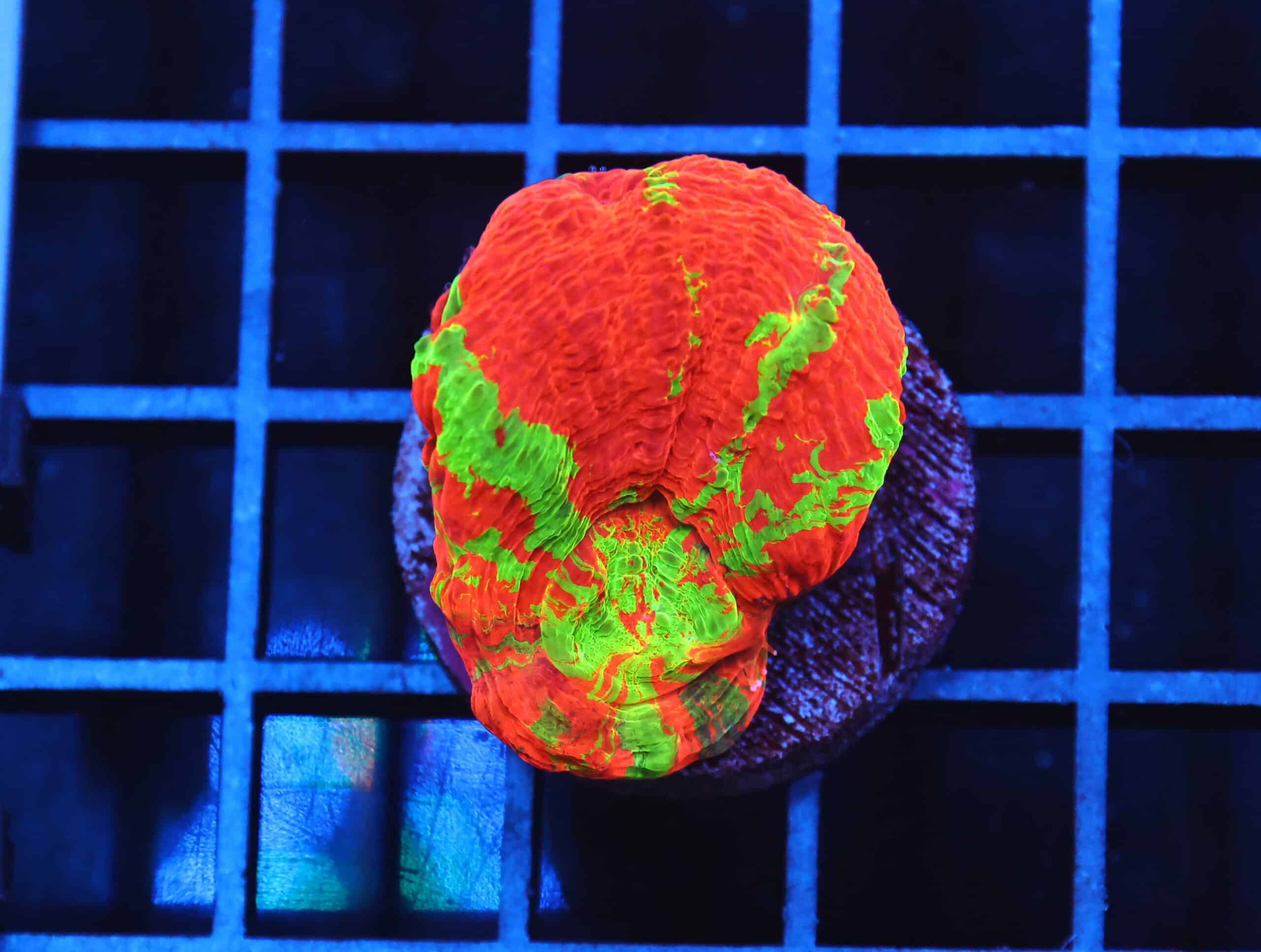 B08 -BLEEDING APPLE SCOLYMIA AUSTRALIS CULTURED