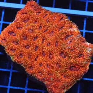B102 - INDO ORANGE DREAM ACAN ECHINATA