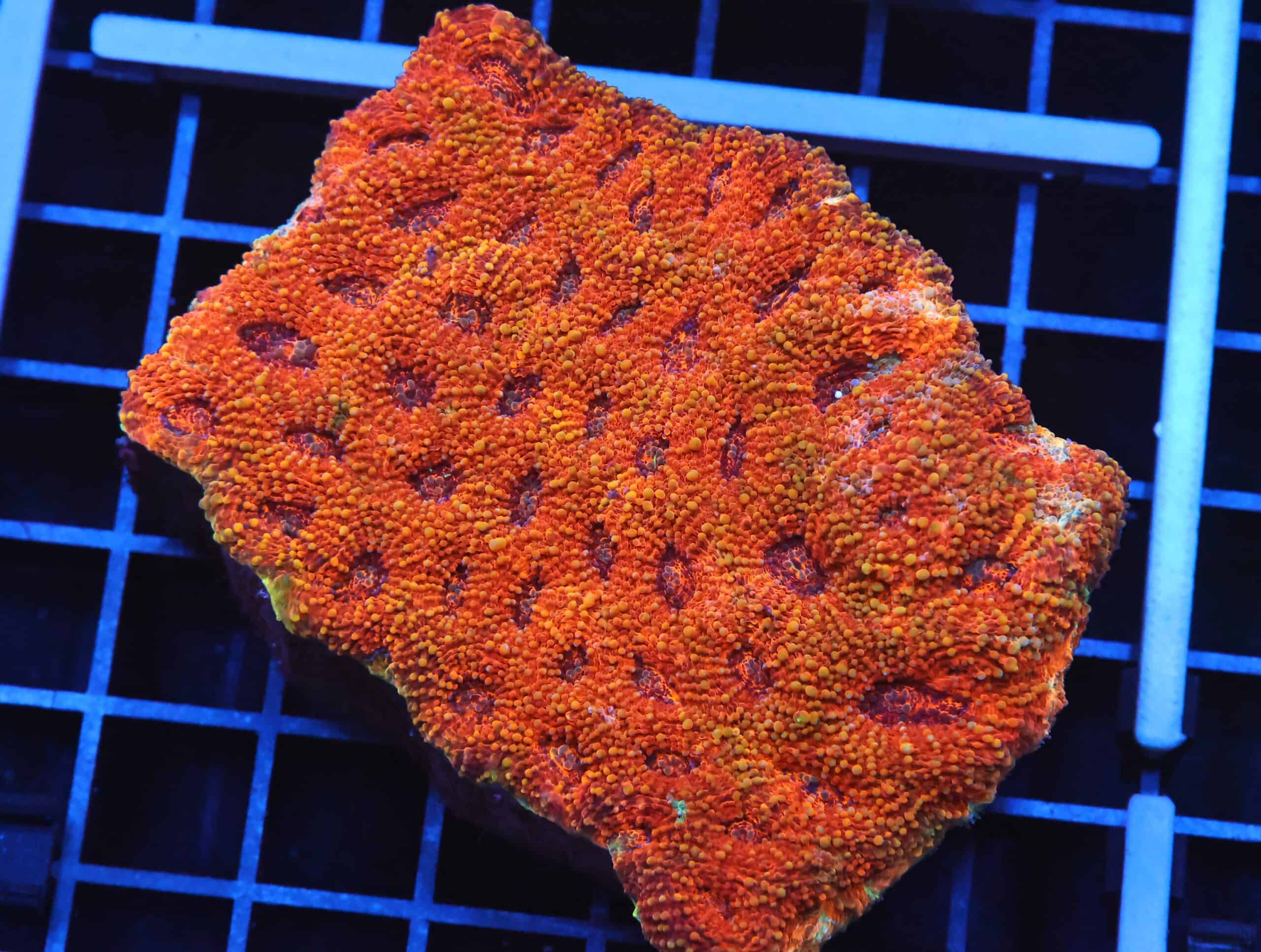 B102 - INDO ORANGE DREAM ACAN ECHINATA