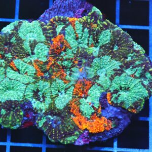 B108 - INDO ULTRA MARBLED ACAN ECHINATA