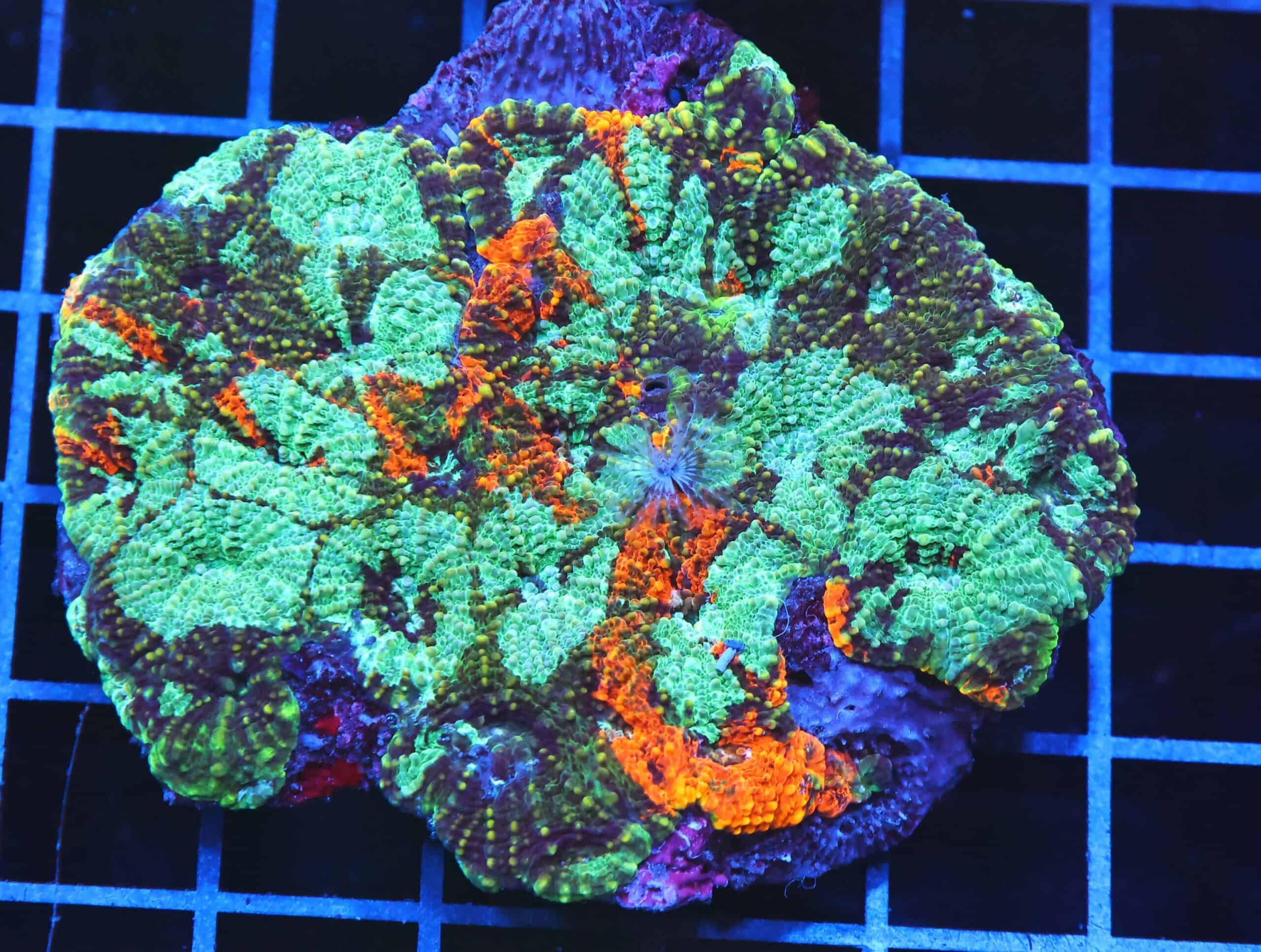 B108 - INDO ULTRA MARBLED ACAN ECHINATA