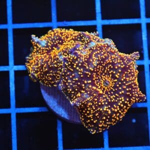 B11 -INTERSTELLAR DISCO MUSHROOM CULTURED