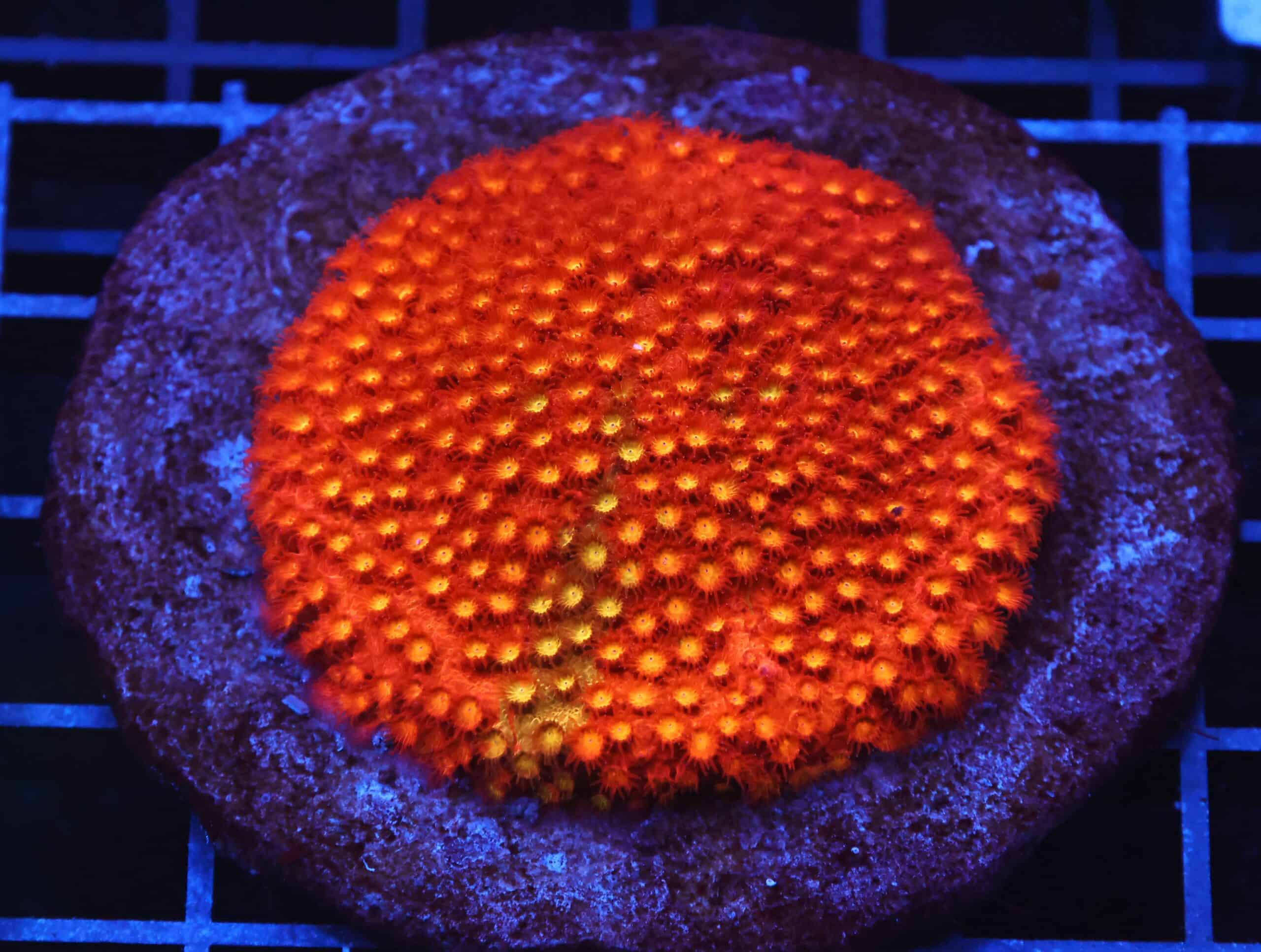 B114 - INDO BRIGHT ORANGE GRAFTED CYPHASTREA