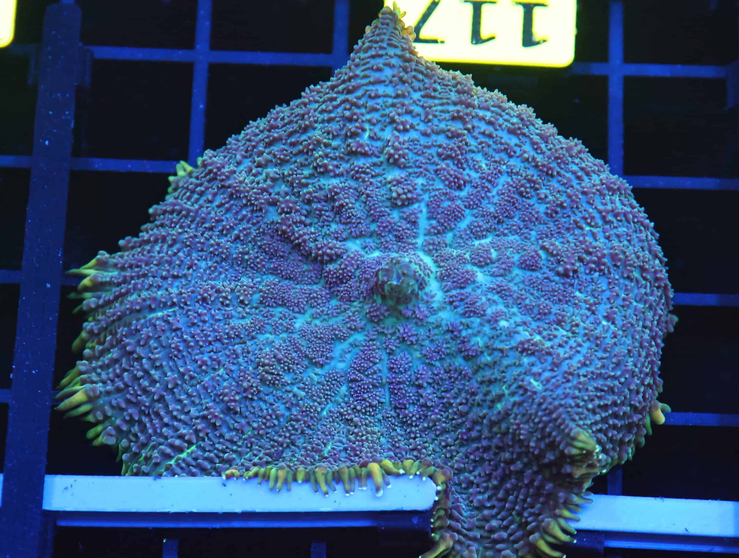 B117 - GOLD RIM RHODACTIS MUSHROOM LG