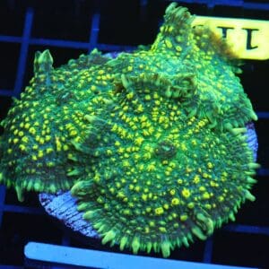 B118 - URANIUM RHODACTIS MUSHROOM