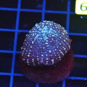 B119 - MOON DANCER RHODACTIS MUSHROOM