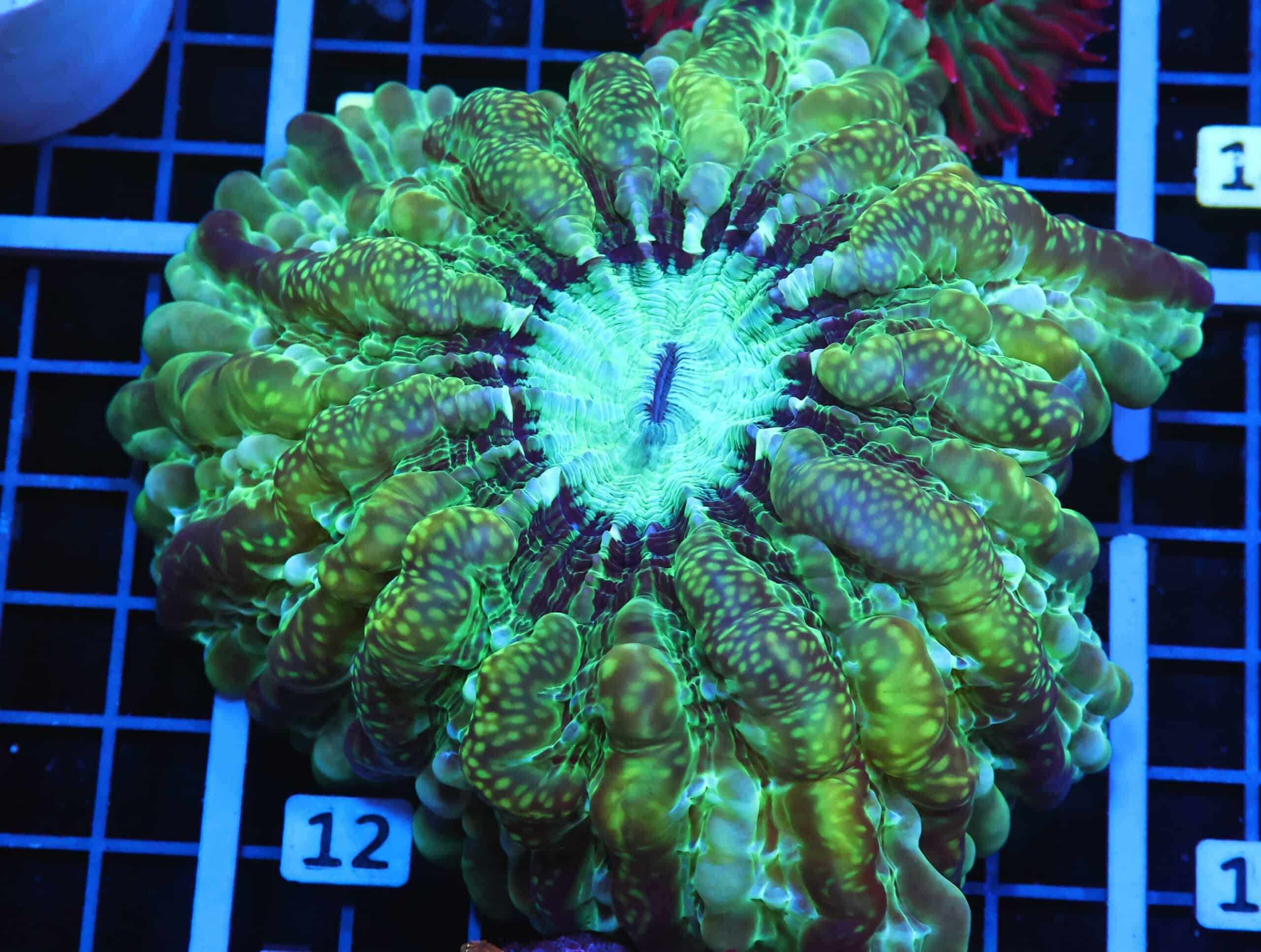 B12 -URANIUM INDOPHYLLIA