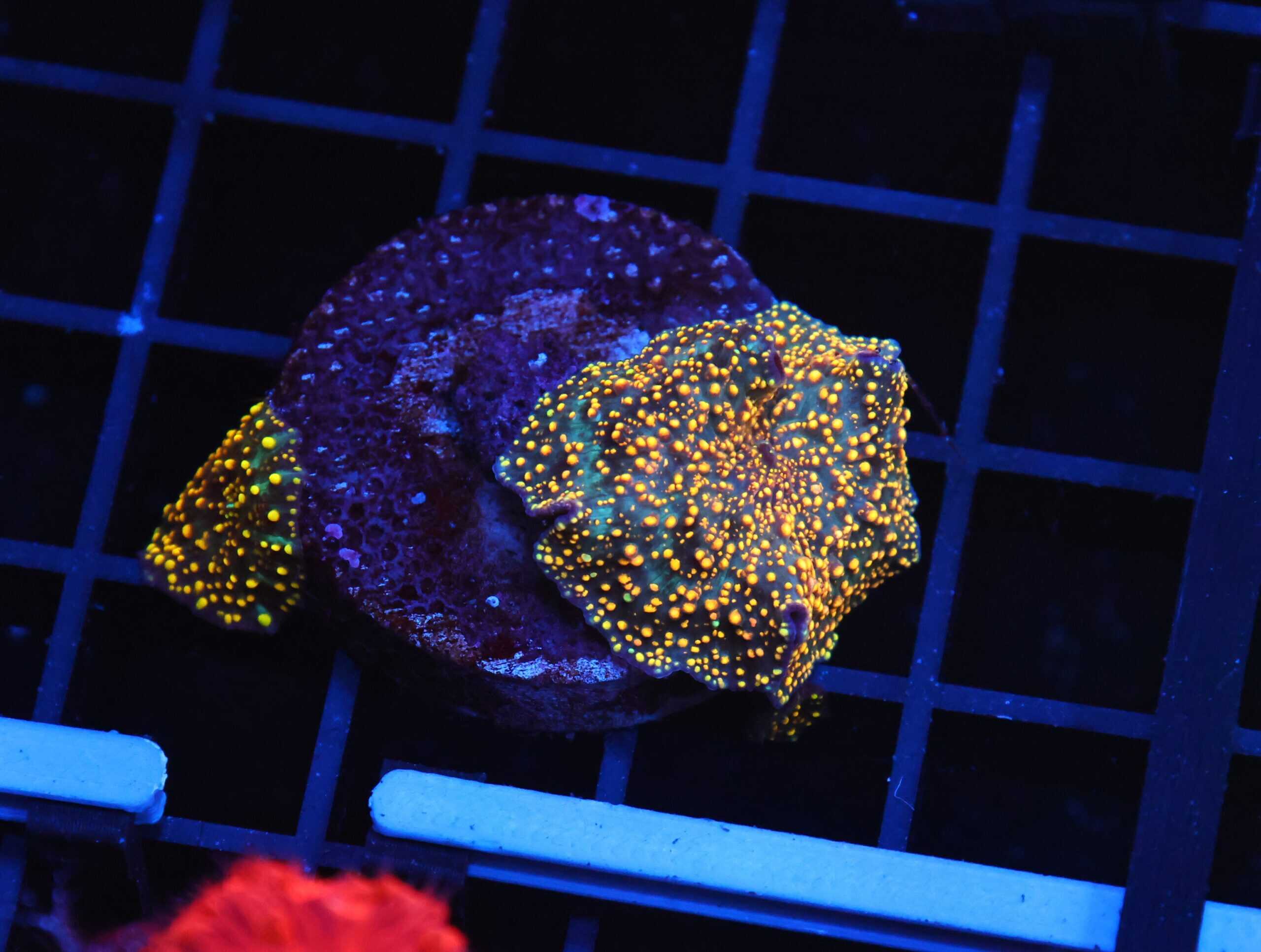 B121 - INTERSTELLAR DISCO MUSHROOM CULTURED