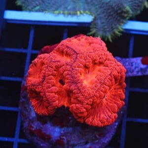 B124 - INDO RED HOT BLASTO